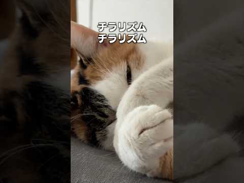 「チラリズム」猫あるある|フルはApple Musicほか音楽アプリへ サムネイル