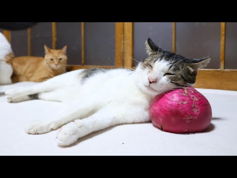 赤蕪枕猫　260105 サムネイル