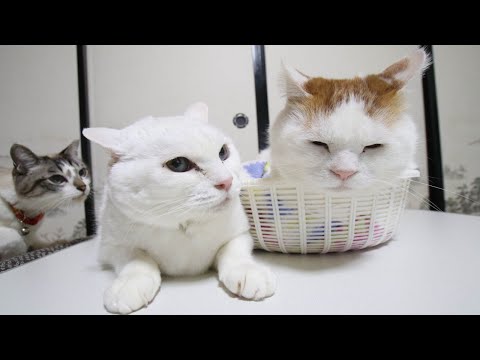 こたつのねこたちLIVE配信　　2026年1月23日 サムネイル