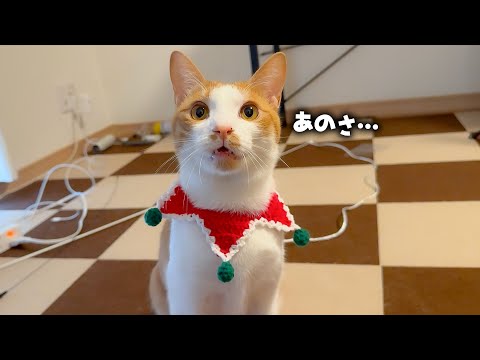年末になんか猫が話しかけて来たんですけども。 サムネイル