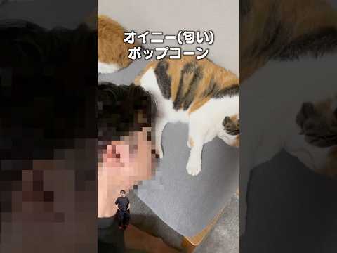 「肉球ポップコーン」猫あるある|フルはApple Musicほか音楽アプリへ サムネイル