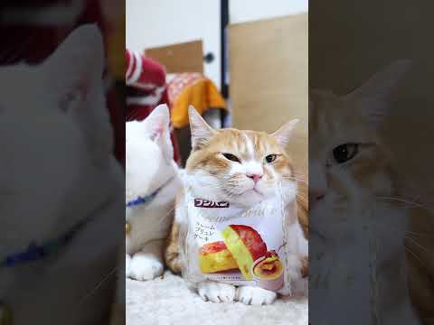クレームブリュレケーキ　260213　のせ猫　 cat cute ネコ　 猫のいる暮らし cutecat ねこ　 ki… サムネイル