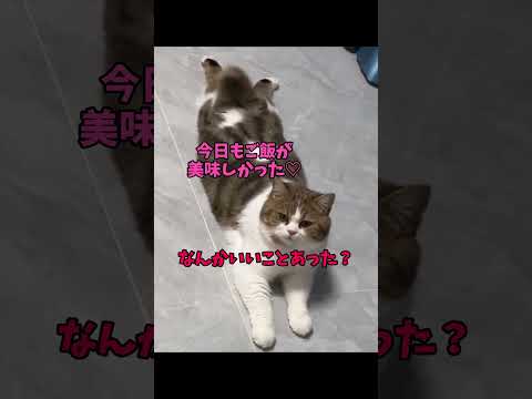 バッチリです👌　猫 cat cats cute サムネイル