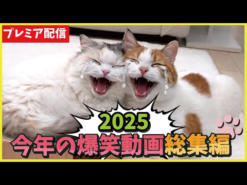 年の終わりに今年の面白動画を見ながらみんなでワイワイチャットしませんか？【プレミア配信】 サムネイル