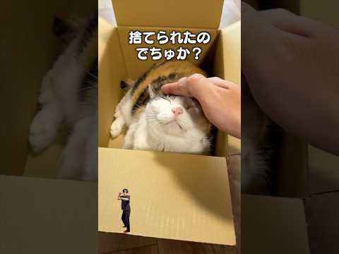 「捨てねこんと」猫あるある|フルはApple Musicほか音楽アプリへ サムネイル