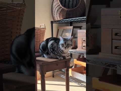 アメショーのラッテアメショ＃アメリカンショートヘア＃猫との暮らし猫と暮らす家猫 サムネイル