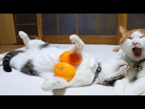みかんの皮のせたさばじろう　260202 サムネイル