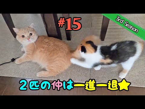 ＜3rd＞15　ケンカして、じゃれて、たまに仲良し？【短足マンチカン・スコティッシュフォールド】 サムネイル