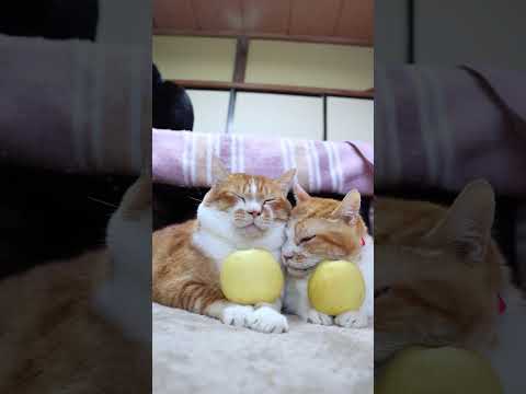 金星りんご　　260106　のせ猫　りんご　金星　 cat cute 猫のいる暮らし　 ネコ ねこ 猫好きさんと繋がり… サムネイル