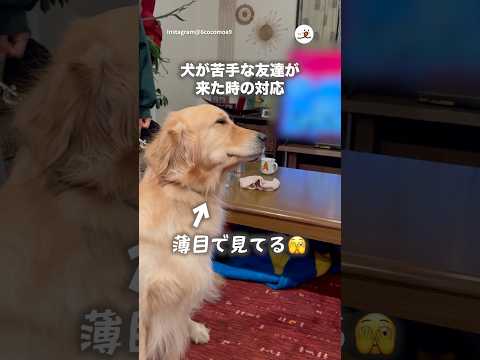 犬が苦手な友達が遊びに来た｜PECO サムネイル