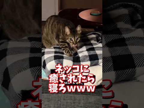 ネッコの動画で癒されたら寝ろｗｗｗ　2ch  動物  猫 癒やし ねこ動画 サムネイル