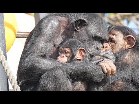 ワイルドチヨちゃんをフクちゃんがお世話してくれます。　かみね動物園　チンパンジー　202512 サムネイル