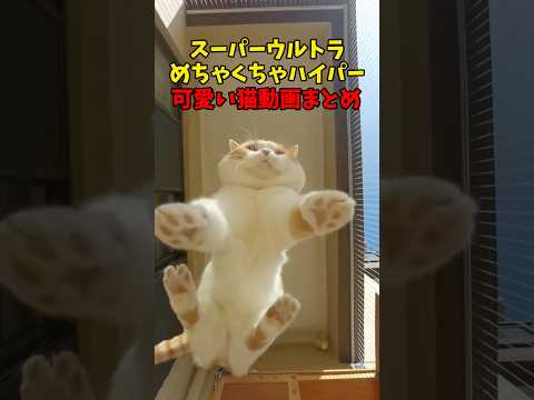 とにかく可愛いってことやねん☺️ 猫 cat cats cute サムネイル