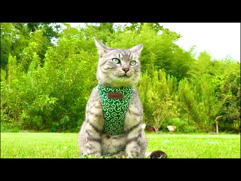 【LIVE】お昼の猫ゴロゴロ🐾 癒しBGM Cat ASMR Live 🐱 Calm Daytime Sounds サムネイル