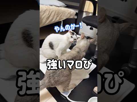 場所の取り合いで喧嘩になるチロマロ！ shorts サムネイル
