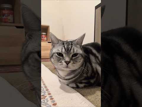 アメショーのラッテ アメショ アメリカンショートヘア 猫と暮らす家猫との暮らし猫 サムネイル