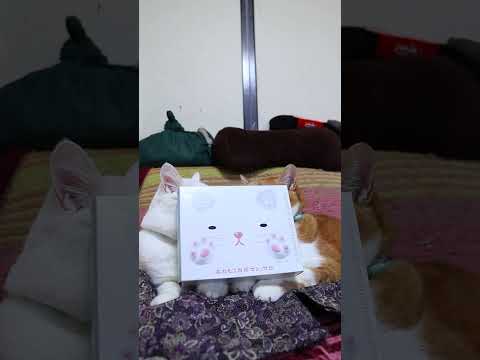 ふわもこ肉球マシュマロ　260209　のせ猫　 cat ねこ cute　 猫のいる暮らし　 ネコ　 kitten　 k… サムネイル