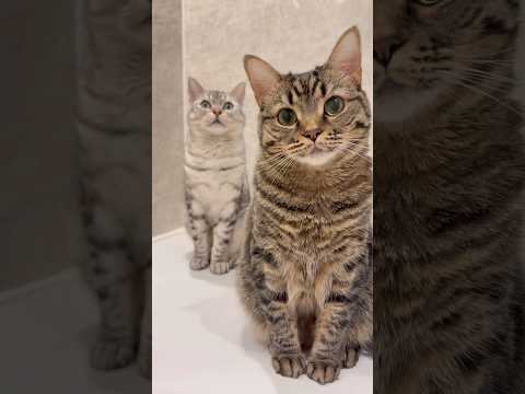 【悶絶】お風呂大好きな猫たちが可愛すぎる... cat 猫 サムネイル
