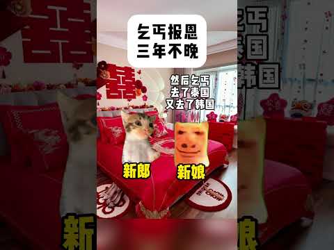 乞丐报恩，三年不晚有趣 猫meme 猫meme剧场 猫meme小剧场 内容过于真实  故事 貓 猫猫meme小剧场 喵… サムネイル
