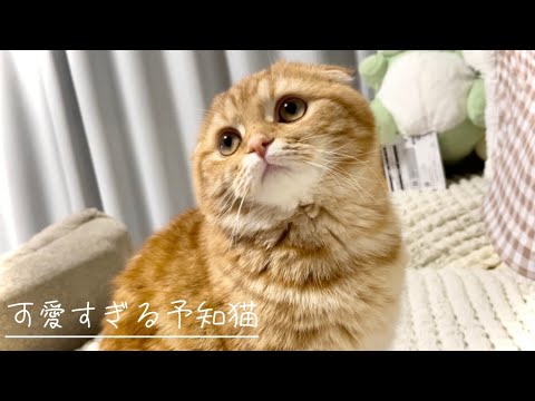 可愛くて天才な猫　【スコティッシュフォールド】 サムネイル