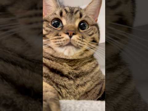 モフモフ猫、サカナで釣りたい...笑 cat 猫 サムネイル