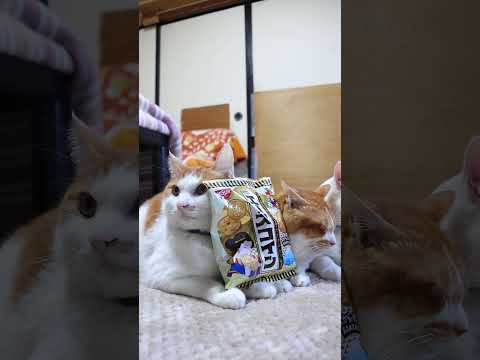 エースコイン　260113　のせ猫　 cat cute 猫のいる暮らし　 ネコ　 ねこ　 猫のいる生活　 cuteca… サムネイル