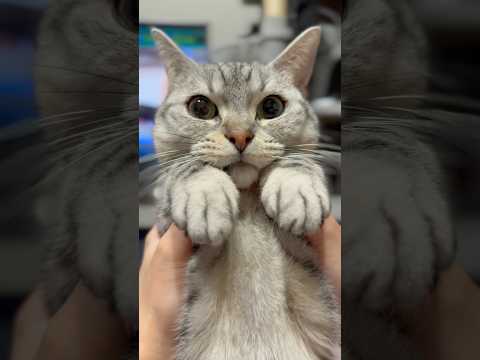 我が家のマンチカンが可愛すぎる...!! cat 猫 サムネイル