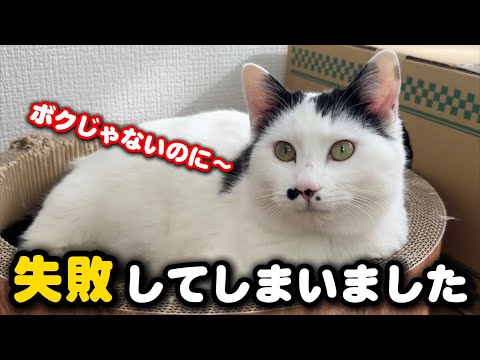 ビニールハウスから保護した猫…失敗しました サムネイル