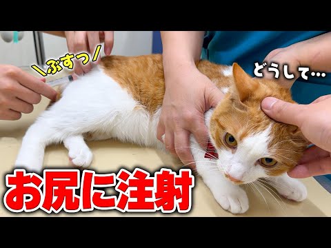 風邪が治ったと思ったら…今度はお尻に予防接種をされることになって絶望する猫。 サムネイル
