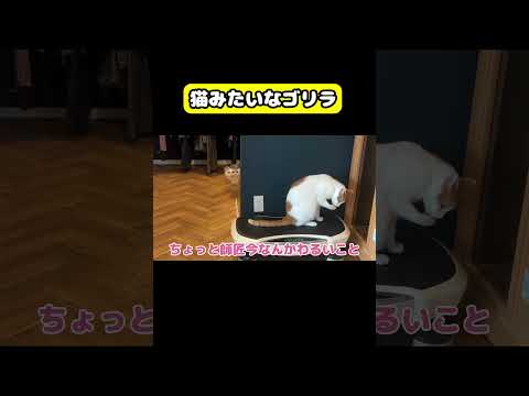 猫みたいなゴリラ　猫 おもしろ アテレコ ニャンチューバーつくし サムネイル