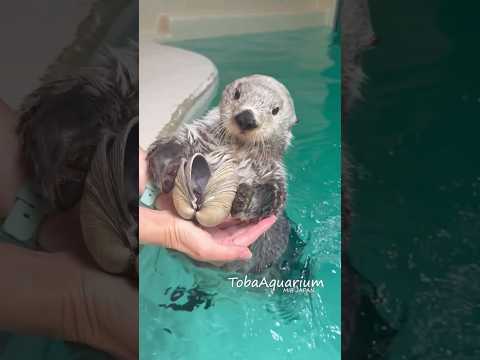 《鳥羽水族館》ラッコのキラちゃんの貝カスタネット🎶 鳥羽水族館 ラッコ ラッコのキラちゃん tobaaquarium… サムネイル