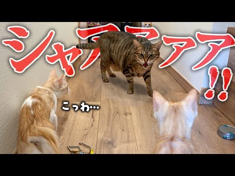 【恐怖】子猫たちが初めて部屋から出たら…”鬼”が待っていました。 サムネイル