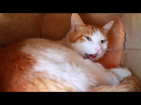 ちろはうす　260118 サムネイル
