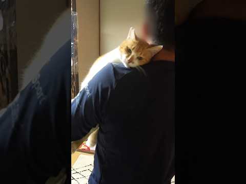 父さん死ぬほど会いたかった！ 元野良猫チャチャ 猫武将 ネコ ねこ 猫 cat ゆるめにたのむ サムネイル