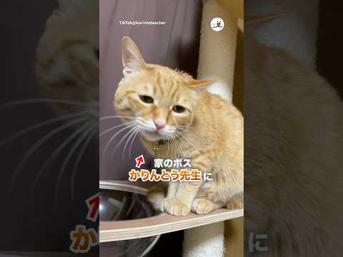 激おこのかりんとう先生｜PECO サムネイル