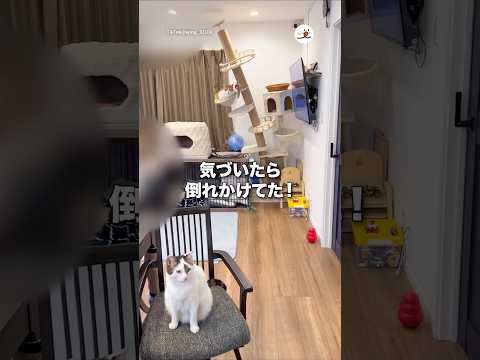 気づいたら倒れかけてた！｜PECO サムネイル