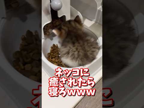 ネッコの動画で癒されたら寝ろｗｗｗ　2ch  動物  猫 癒やし ねこ動画 サムネイル