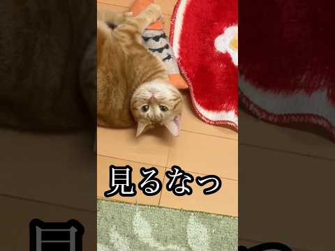 見るなっ 猫 cat アメショ 蹴りぐるみ うめ サムネイル