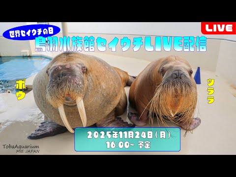 《鳥羽水族館》世界セイウチの日！セイウチライブ配信 サムネイル