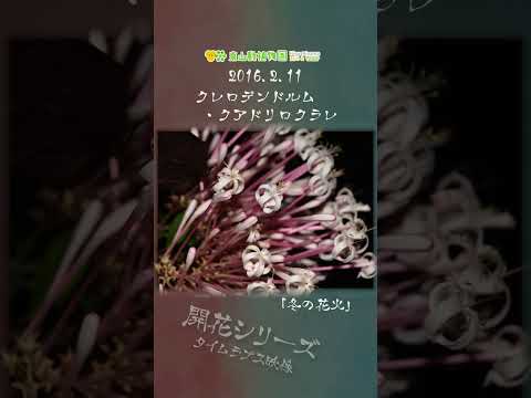 【東山動植物園公式】＊現在、植物園温室の後館は工事のため観覧できません。冬の花火・クレロデンドルム・クアドリロク… サムネイル