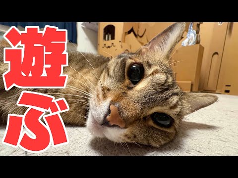 【🐈＜配信】猫たちが疲れ果てるまで遊び続ける生放送！ サムネイル