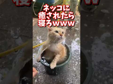 ネッコの動画で癒されたら寝ろｗｗｗ　2ch  動物  猫 癒やし ねこ動画 サムネイル
