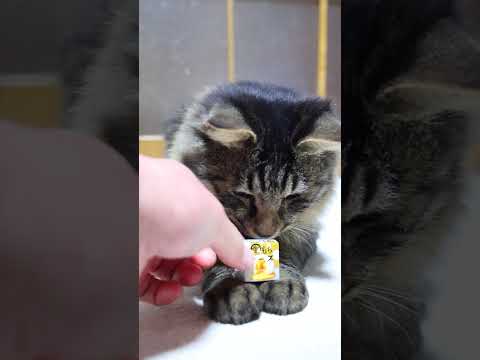 チロルチョコ〈生もちチーズ〉　260213　のせ猫　 cat cute ネコ　 猫のいる暮らし cutecat ねこ… サムネイル