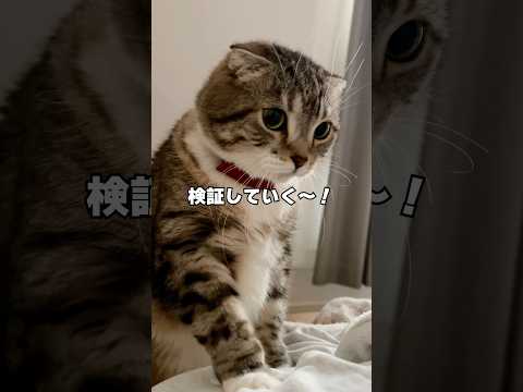 【セリア】110円の毛取りクリーナーは本当に毛が取れるの？検証した結果🤣🤣🤣 猫 サムネイル
