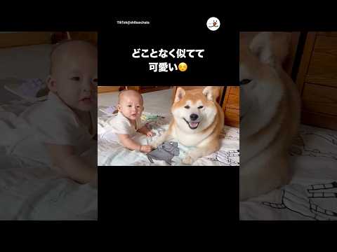 最新！心癒される柴犬と仲間たちの神回動画 サムネイル