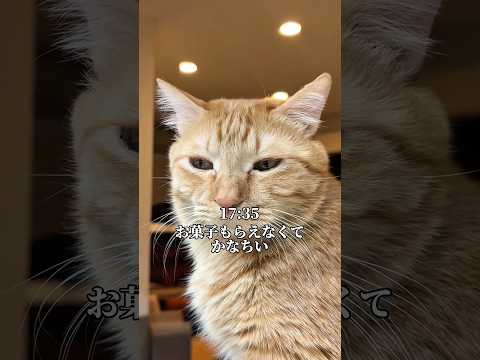 最新の猫動画！お菓子に泣く猫の心温まる1日 サムネイル