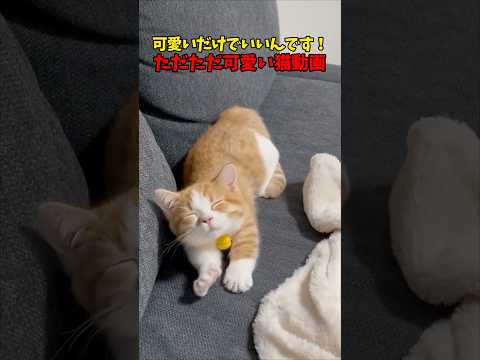 可愛ければオッケー👌猫 cat cats cute サムネイル