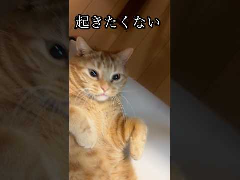 起きたくない 猫 cat 寝たい れん サムネイル