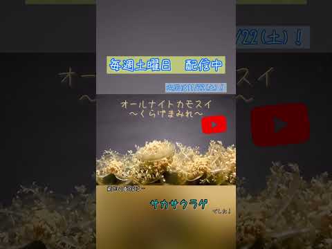 第227回 オールナイトカモスイ〜くらげまみれ〜 サカサクラゲ shorts サムネイル