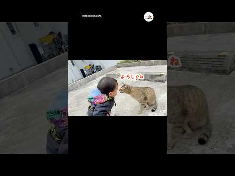 お散歩中、野良猫さんに出会って｜PECO サムネイル